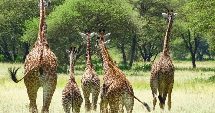 Giraffen Saadani