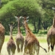 Giraffen Saadani