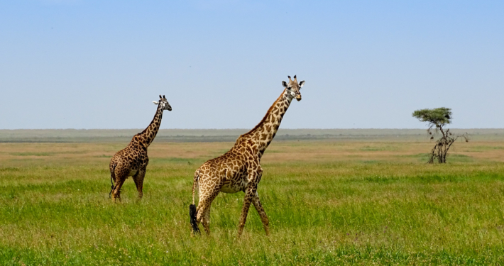 Giraffen in der Serengeti