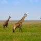 Giraffen in der Serengeti