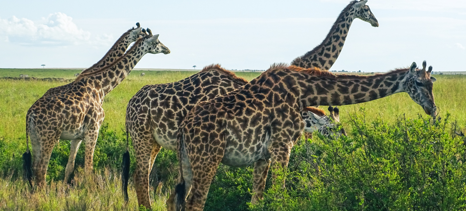 Giraffengruppe in Tansania