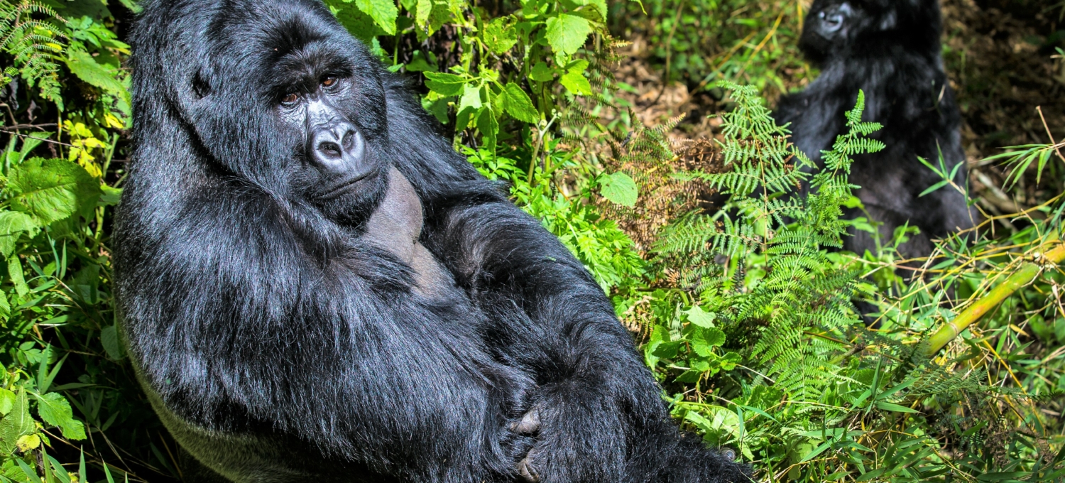 Gorilla in Uganda