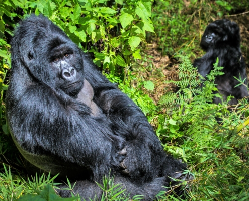 Gorilla in Uganda