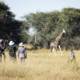 Buschsafari Hwange Nationalpark