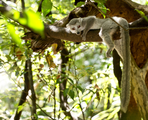 Iharana Bush Camp Madagaskar