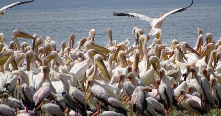 Vögel am Lake Manyara