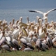 Vögel am Lake Manyara