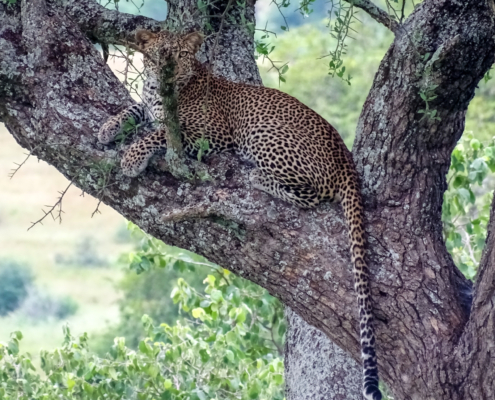 Leopard im Baum