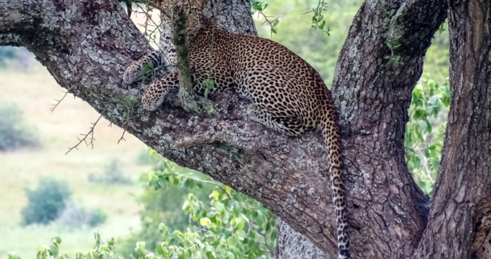 Leopard im Baum