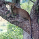 Leopard im Baum