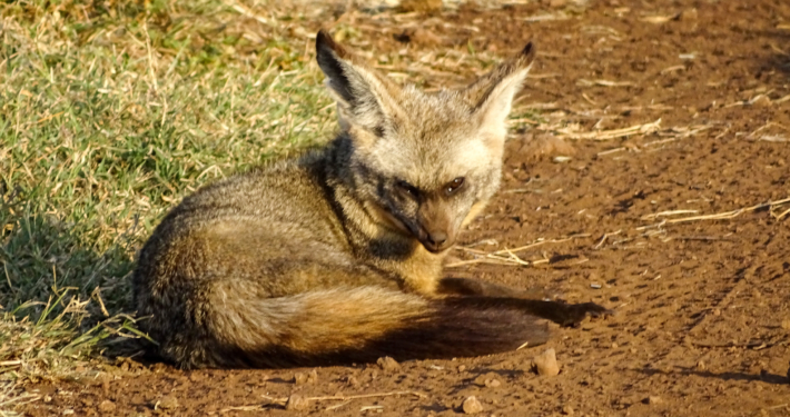 Löffelhund im Ngorongoro Krater