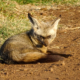 Löffelhund im Ngorongoro Krater