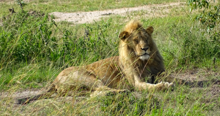 Löwe in der Mara Region