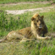 Löwe in der Mara Region