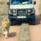 Jeep im Ngorongoro