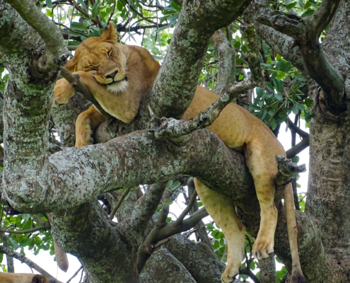 Löwe im Baum in der Serengeti