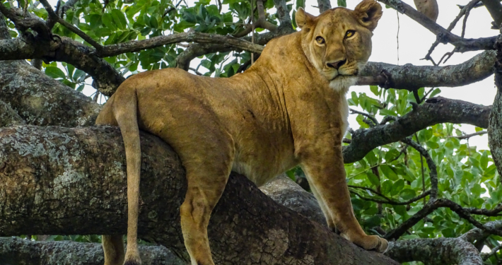 Löwe im Baum in der Serengeti