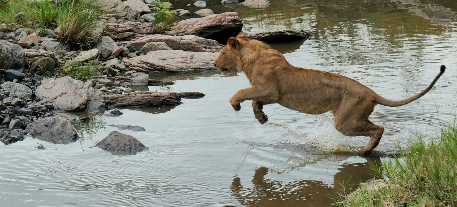 springender Löwe Kenia