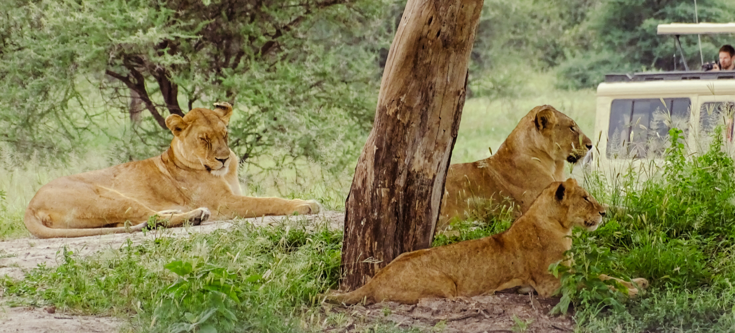 Löwen Serengeti Norden