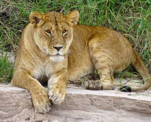 Löwin in der nördlichen Serengeti