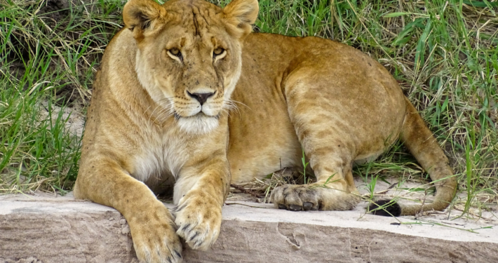 Löwin in der nördlichen Serengeti