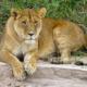 Löwin in der nördlichen Serengeti