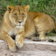 Löwin in der nördlichen Serengeti