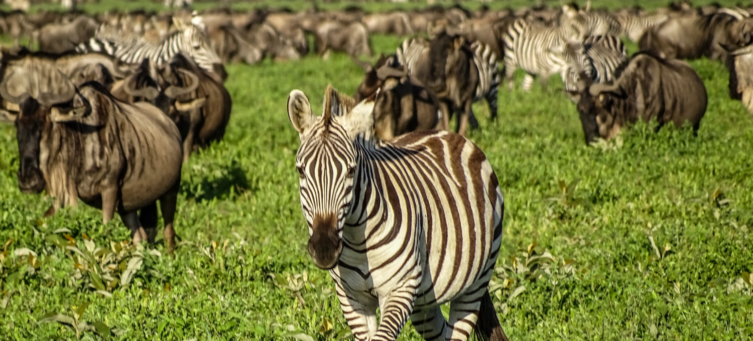 Große Migration in der südlichen Serengeti