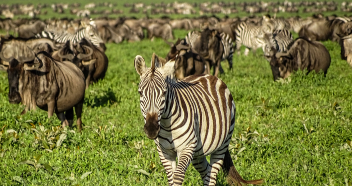 Große Migration in der südlichen Serengeti