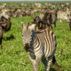 Große Migration in der südlichen Serengeti