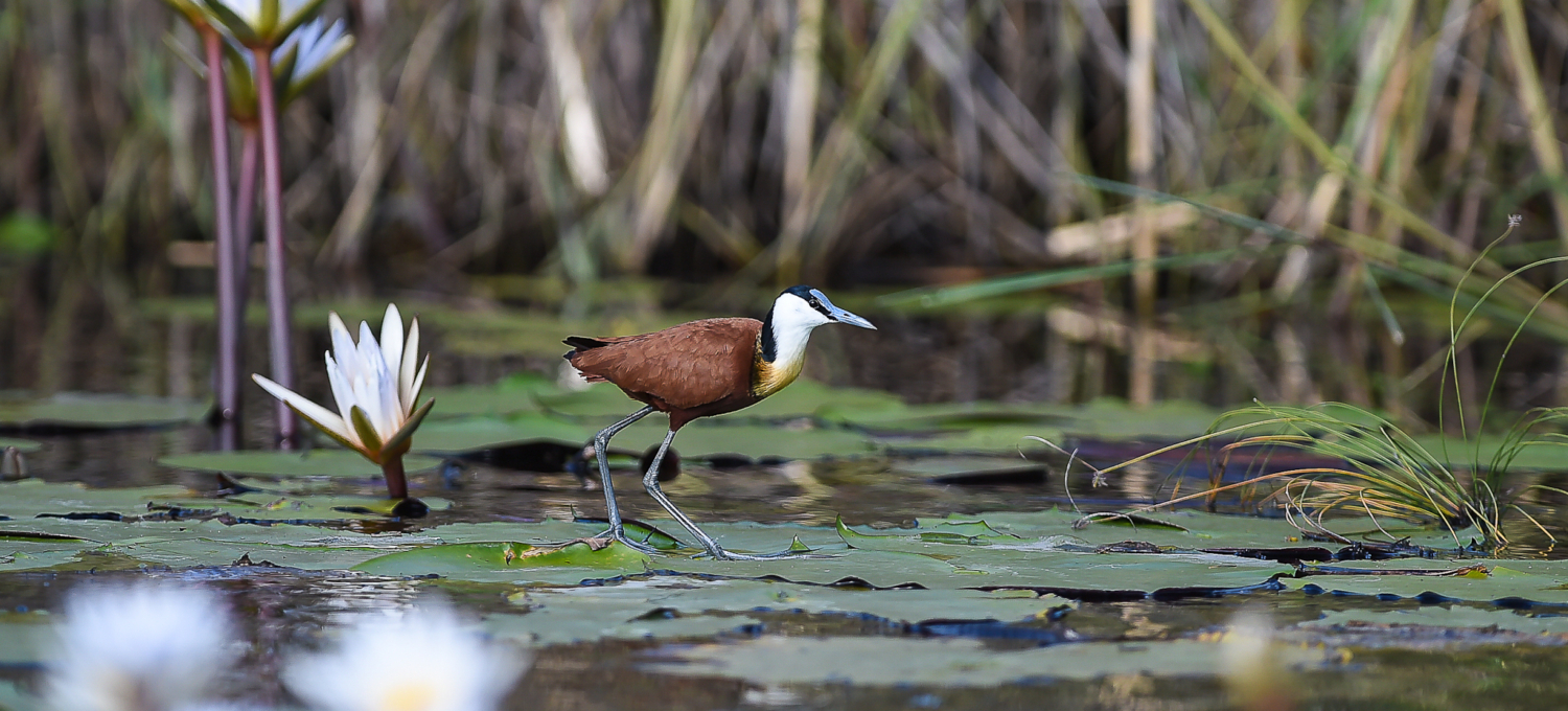Vogelbeobachtung Caprivi