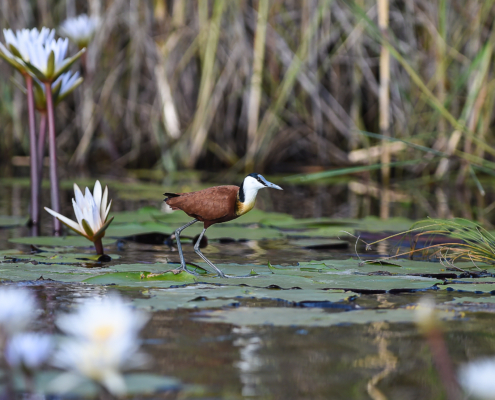 Vogelbeobachtung Caprivi