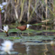 Vogelbeobachtung Caprivi