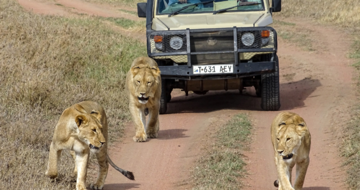 Löwen Ngorongoro Krater