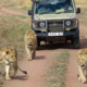 Löwen Ngorongoro Krater
