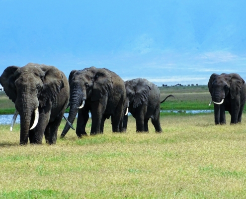 Elefanten im Ngorongoro Tansania