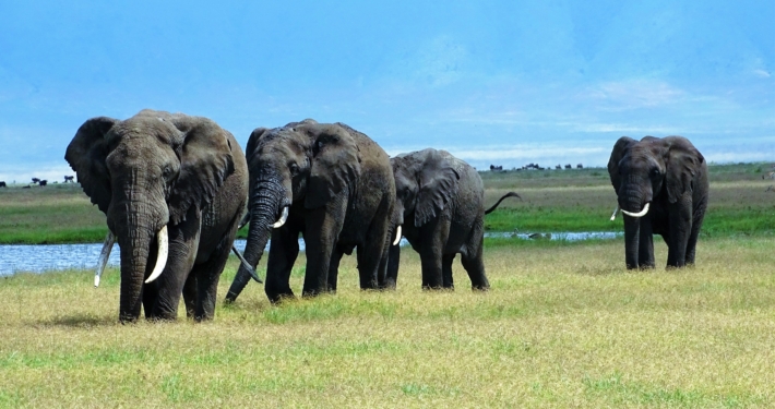 Elefanten im Ngorongoro Tansania