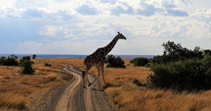 Giraffe in Ol Pejeta