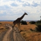 Giraffe in Ol Pejeta