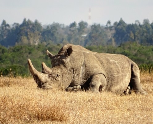 Nashorn in Ol Pejeta