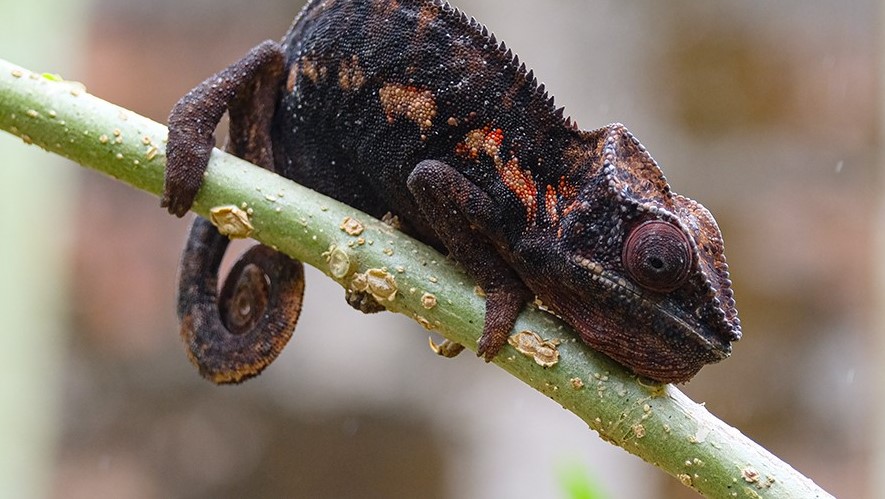 Panther-Chamäleon auf Madagaskar