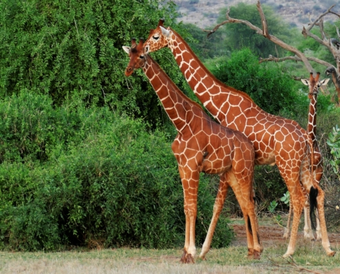 Giraffen in Samburu