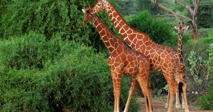 Giraffen in Samburu