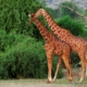 Giraffen in Samburu