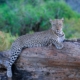 Leopardin auf Baum in Samburu
