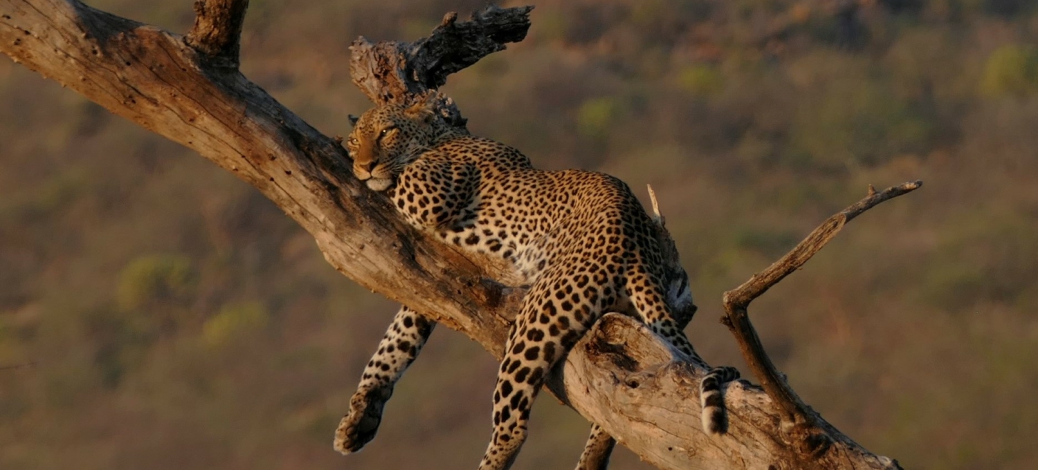 Leopard in Samburu Kenia