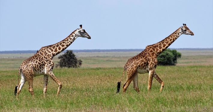 Giraffen in der Serengeti