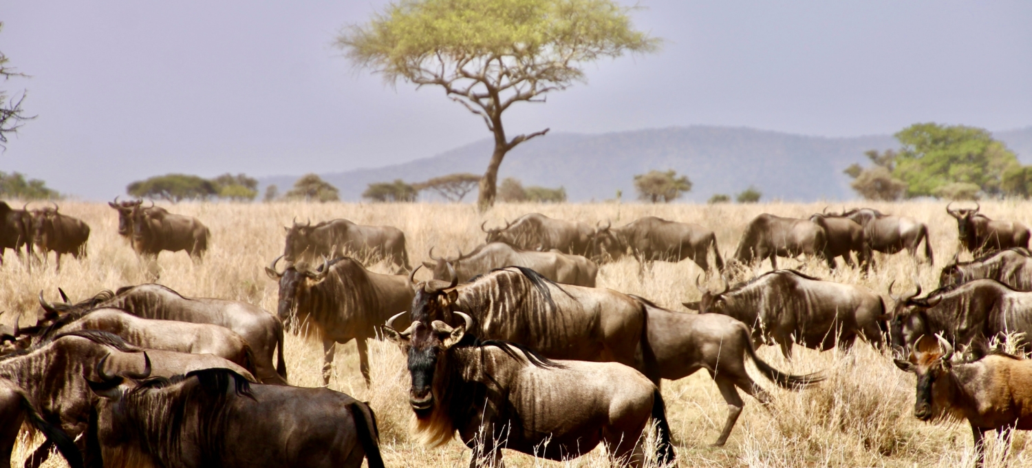 Migration in der Serengeti