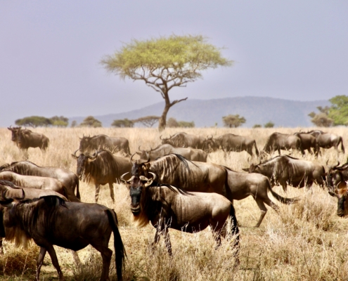 Migration in der Serengeti