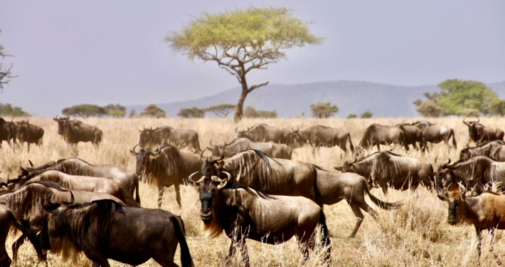 Migration in der Serengeti